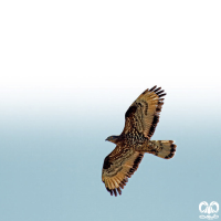 گونه سارگپه جنگلی European Honey Buzzard